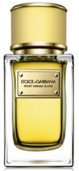 Dolce & Gabbana Velvet Mimosa Bloom